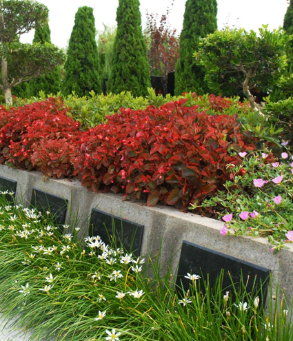 1450331446113401.jpg 花壇03.jpg